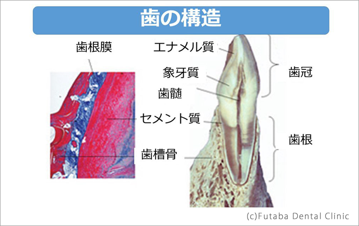 歯の構造