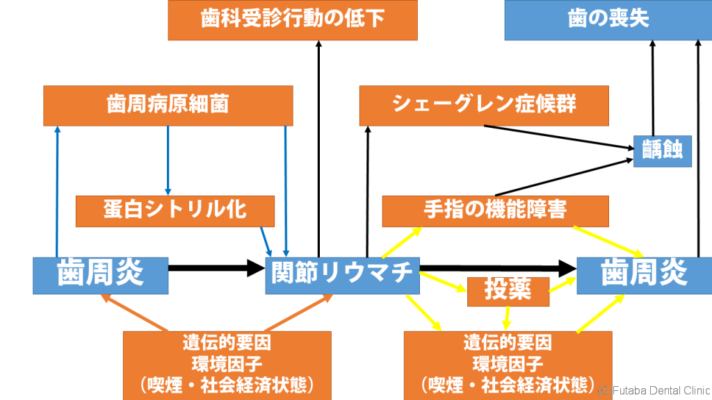 歯周炎と関節リウマチの関連経路